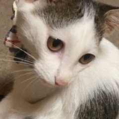 お人好しで穏やかなエルくん♡