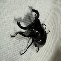 ニジイロ　　ヘラクレス　ギラファ　パラワン　アルキデス　　ネパレ...