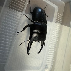 ニジイロ　　ヘラクレス　ギラファ　パラワン　アルキデス　　ネパレンシス　カブトムシ　クワガタの画像