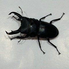 スジブトヒラタクワガタ