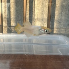メダカ