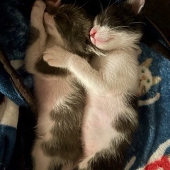 生後1ヶ月♡可愛すぎグレー白ちゃん♡子猫 - 玉名市