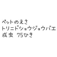 トリニドショウジョウバエ 75匹