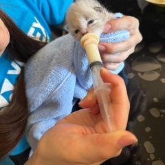 ブリーダー犬舎の清掃・管理・販売スタッフの画像