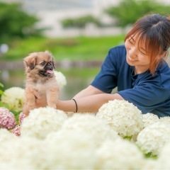 ブリーダー犬舎の清掃・管理・販売スタッフの画像