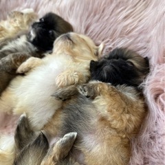 ブリーダー犬舎の清掃・管理・販売スタッフの画像