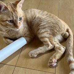 茶トラの男の子を探しています。