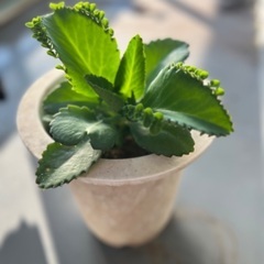 カランコエ　子宝弁慶草