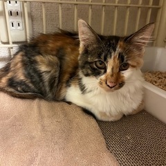 （素敵な家族が決まりました💕）子猫　ミケ猫　４ヶ月　