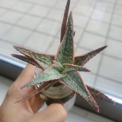アロエクリスマスキャロル
