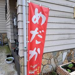 2024/08/24 めだか