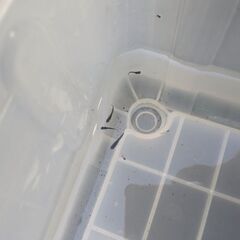 メダカオロチ稚魚