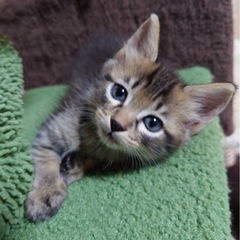 「お話中」生後２ヶ月の子猫①