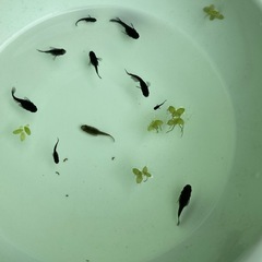 メダカ　ブラックダイヤ　ダルマ10匹の画像