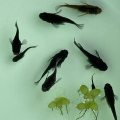 メダカ　ブラックダイヤ　ダルマ10匹