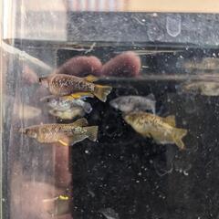土日限定!!メダカ販売!!