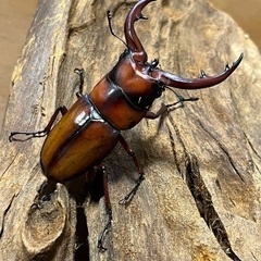 トカラノコギリクワガタ　ペア
の画像