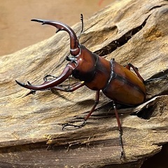 トカラノコギリクワガタ　ペア
の画像