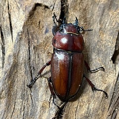 トカラノコギリクワガタ　ペア
の画像