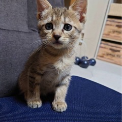 生後２ヶ月の子猫②