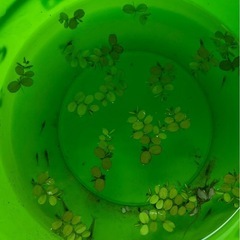 ミナミヌマエビ15匹