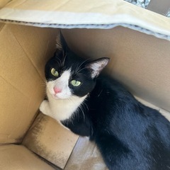 人懐っこいハチワレちゃん