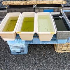 一緒にメダ活しませんか❤️ - 熊本市