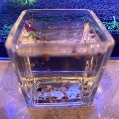 レッドラムズホーン稚貝　〜30匹の画像