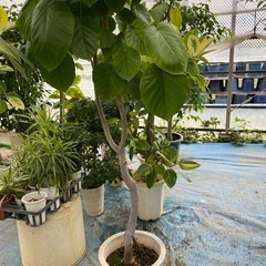 ウンベラータ観葉植物