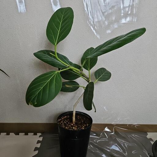 〖観葉植物〗フィカス . ベンガレンシス　曲げ仕立て