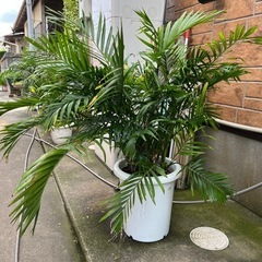 アレカヤシ①高さ90cmの画像