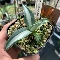 アガベ　華厳　ラスト1個