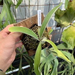 P. Veitchii wild Australia ベイチー　...