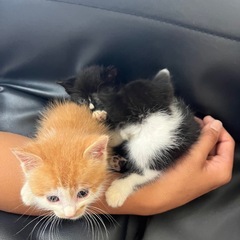 【募集枠が埋まったため】仔猫3匹の家族を探してます。【一時休止】