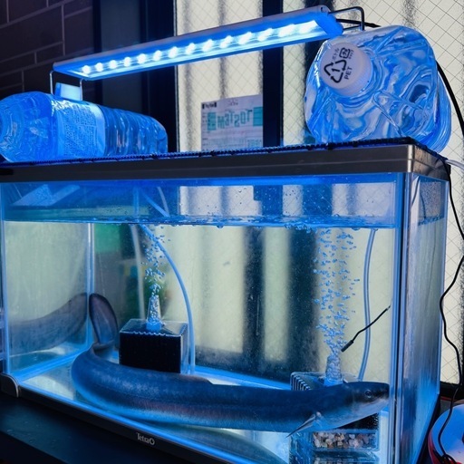 でっかいウナギの生体