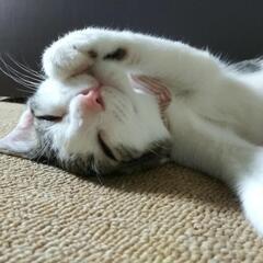 ４ヶ月　白キジ　保護猫　♂