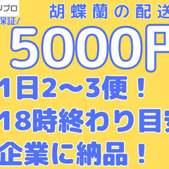 日給保証15000円！引かれる手数料なし！人気の胡蝶蘭配送の定期案件