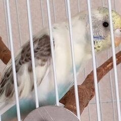 インコが迷子になりました。