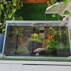 水槽/金魚