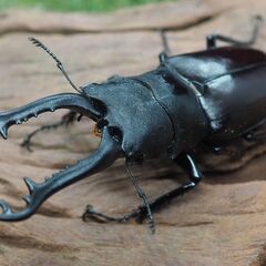 クワガタ・カブトムシ・メダカの生体及び用品を販売しております