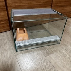 爬虫類　ガラスケージ　レオパ の画像