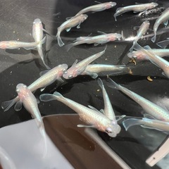 メダカ　ダイアナ妃（白勝ち）１匹単位の画像