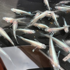 メダカ　ダイアナ妃（白勝ち）１匹単位の画像