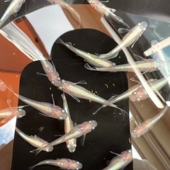 メダカ　ダイアナ妃（白勝ち）１匹単位の画像