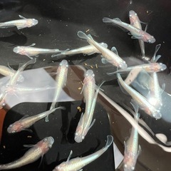 メダカ　ダイアナ妃（白勝ち）１匹単位の画像