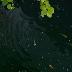 今年の春から夏にかけて産まれたメダカ15匹(中・小サイズ)＋その...