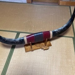 水牛の角　決まりました。の画像