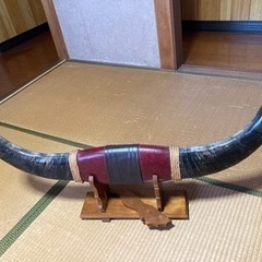 水牛の角　決まりました。