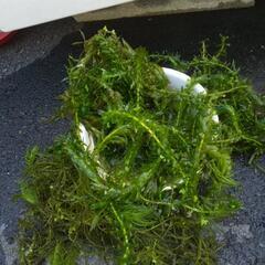 メダカ＆金魚の水草