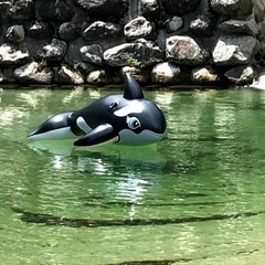 白州でバーベキュー&キャンプします😊